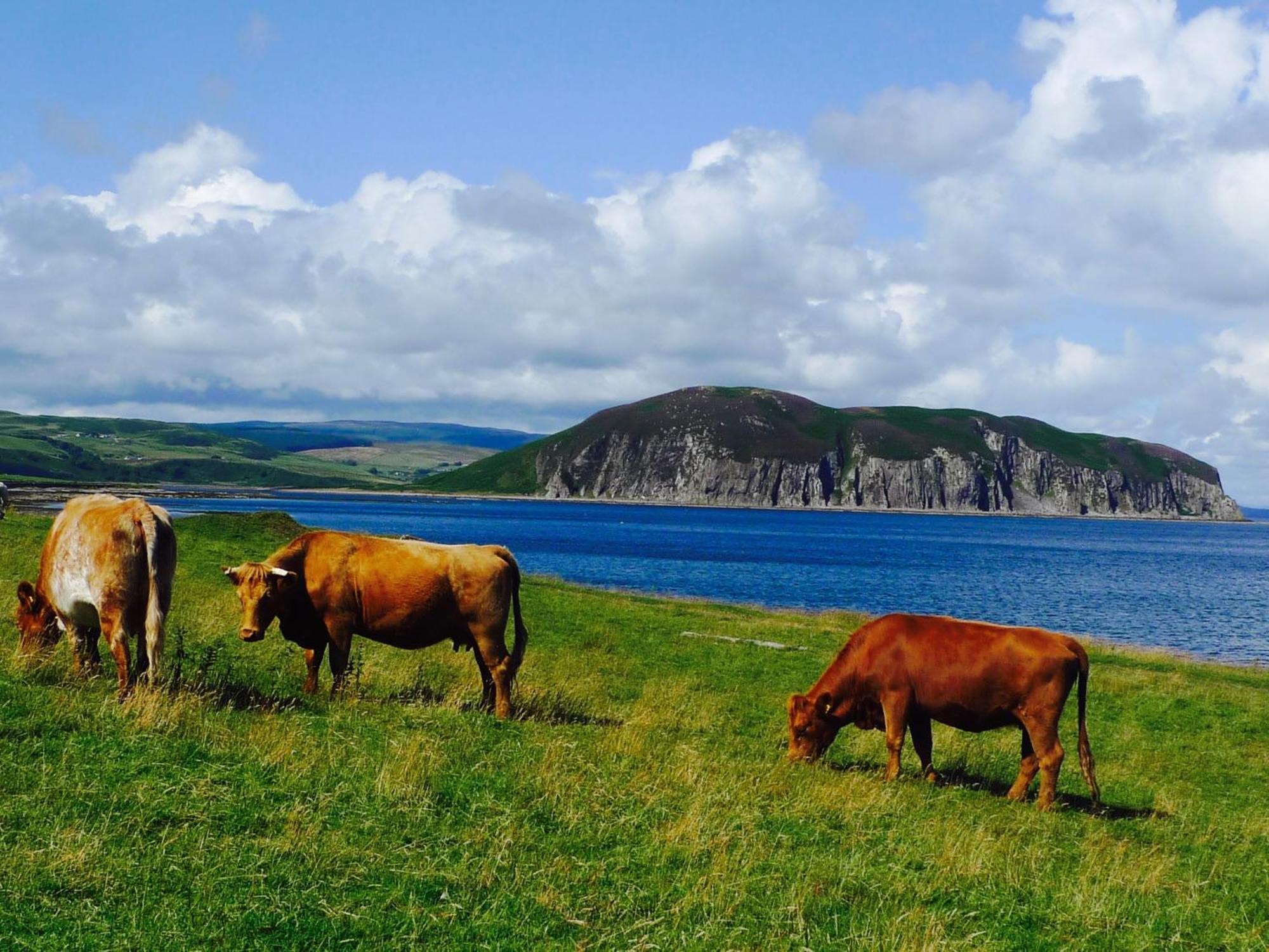 Rural Farmhouse On Kintyre, West Coast Hidden Gem Kildalloig Bagian luar foto